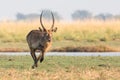 Waterbuck running fast