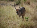 Waterbuck Safari National Park Tarangiri Ngorongoro Royalty Free Stock Photo