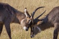 Waterbuck - Savuti - Botswana