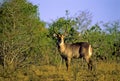 Waterbuck  12604 Royalty Free Stock Photo