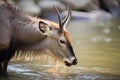 waterbuck snorting water by riverbank Royalty Free Stock Photo