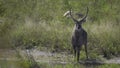 Waterbuck standing near a river