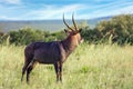 The waterbuck - strong antelope