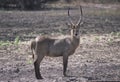 Waterbuck Royalty Free Stock Photo