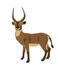 Waterbuck vector illustration isolated on white background. Royalty Free Stock Photo