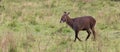 A waterbuck walks in the grass through the Kenyan countryside Royalty Free Stock Photo