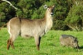Waterbuck and warthog Royalty Free Stock Photo
