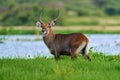 Waterbuck in water, Kobus ellipsiprymnus, large antelope in sub-Saharan Africa, detail face portrait. Nice African animal in the