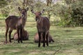 Waterbuck young female in Africa wild nature forest Royalty Free Stock Photo