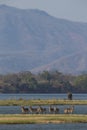 Waterbuck on the Zambezi river Royalty Free Stock Photo