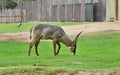 Waterbuck Royalty Free Stock Photo