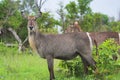 Waterbucks in African bush Royalty Free Stock Photo