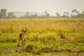 Waterbucks in the Amboseli Savannah Royalty Free Stock Photo