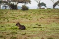 Waterbucks in the Amboseli Savannahtern Kenya Royalty Free Stock Photo