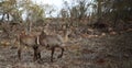 Waterbucks in dry bushland Royalty Free Stock Photo