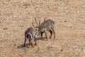 Waterbucks fighting in Kruger National park, South Africa
