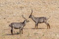 Waterbucks in Kruger National park, South Africa