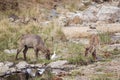 Waterbucks in Kruger National park