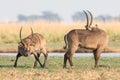 Waterbucks during the rut Royalty Free Stock Photo