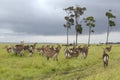 Waterbucks in Tsavo National Park in Kenya, Africa