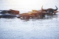 Waterbuffalo swimming in rever