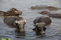 Waterbuffalo's in India
