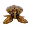 Waterbug Royalty Free Stock Photo