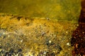 Waterbugs (Water Striders, Gerridae) on Stagnant Water Royalty Free Stock Photo