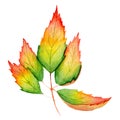 Watercolo hand drawn maple leaf isolated on the white background