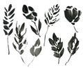 Watercolor abstract floral elements. Hand painted black leaves, seeds and twigs isolated on white background. Floral illustration Royalty Free Stock Photo