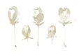 Watercolor abstract roses on stem beige Royalty Free Stock Photo