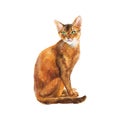 Watercolor abyssinian cat