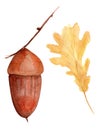Acorn on a thin twig and yellow oak leaf watercolor set Royalty Free Stock Photo