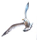 Watercolor  Albatross bird animal Royalty Free Stock Photo