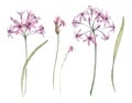 Watercolor allium flower illustration