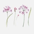 Watercolor allium flower vector illustration