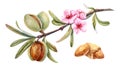 Watercolor almond branch