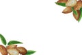 Watercolor almond frame. White background Royalty Free Stock Photo