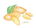 Watercolor Almond. Hand painted