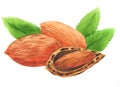 Watercolor Almond nut food isolated Royalty Free Stock Photo