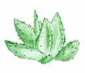 Watercolor aloe vera.