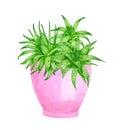 Watercolor aloe vera plants in cute pink ceramic flower pot. Hand drawn green succulent planter isolated on white background. Royalty Free Stock Photo