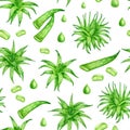 Watercolor aloe vera seamless pattern. Hand drawn fresh succulent herbs aloe juice drops leaf slices isolated on white