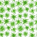 Watercolor aloe vera seamless pattern. Hand drawn green succulent fresh herbs isolated on white background. Botanical design for
