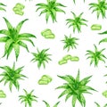 Watercolor aloe vera seamless pattern. Hand painted fresh succulent herbs, aloe leaf slices isolated on white background.
