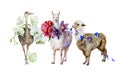 Watercolor of alpaca, cute llama and ostrich