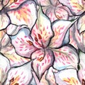 Watercolor alstroemeria floral seamless pattern textile background