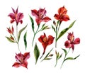 Watercolor Alstroemeria flowers set isolated on white background.