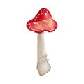 Watercolor amanita mushroom clipart