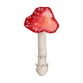 Watercolor amanita mushroom clipart